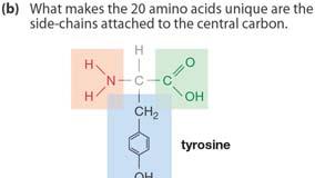 Amino acids are monomer units.