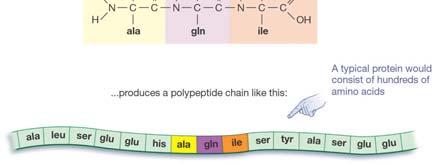 Proteins Chains of only a few amino acids are called peptides.