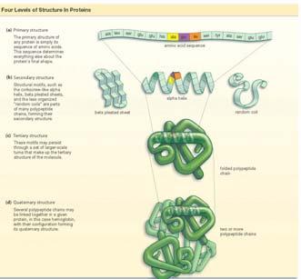 Protein Structure Proteins have four distinct levels of structure that affect their function in the body: Primary Secondary Tertiary Quaternary Primary Structure Primary Structure amino