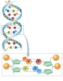 Nucleic Acids Nucleic Acids (polymer) Chain or chains of nucleotides (monomers) Two Types of Nucleic Acids: Deoxyribonucleic Acid (DNA) Ribonucleic Acid (RNA) Functions: Blueprint to make proteins