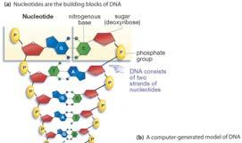 Nucleic Acids RNA