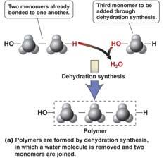 of carbohydrate is glucose Macromolecules Polymers (Dehydration) When
