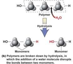 Macromolecules Polymers (Hydrolysis) Conversely, when the polymers are broken