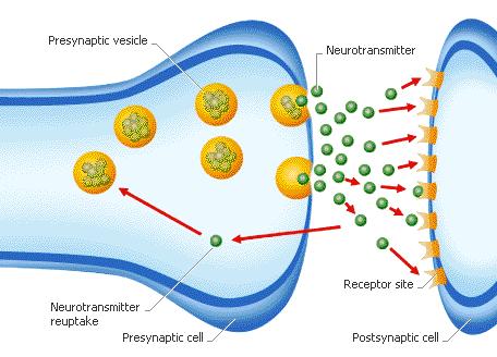 Neurotransmitters a molecule released from a synaptic vesicle that excites or inhibits