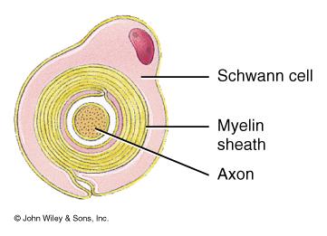 Schwann Cells In PNS The Schwann cells encircle PNS axons Each