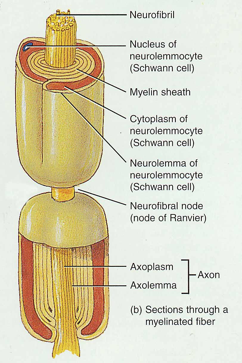 Axon Coverings in PNS All axons surrounded by a lipid & protein covering (myelin sheath) produced by Schwann cells Neurolemma is cytoplasm & nucleus of Schwann cell / Myelin Sheath is plasma membrane