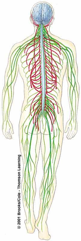 Sensory autonomic subdivision (visceral functions) These nerves carry signals to and from internal
