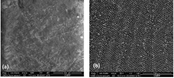 Initial SEM micrographs of incisor 1 before (a) and after (b) treatment with the etching agent revealing the dentine underneath.