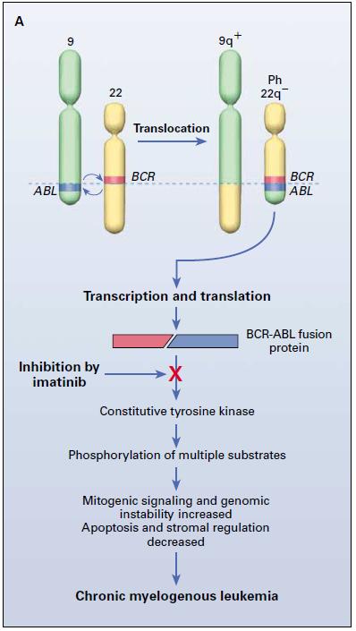 A translocation between chromosome 9 and 22, t(9:22) (q34q11) fusion of abelson (ABL) gene on chromosome 9 and the break-point cluster (BCR) gene on chromosome 22 The fusion product BCR-ABL encodes