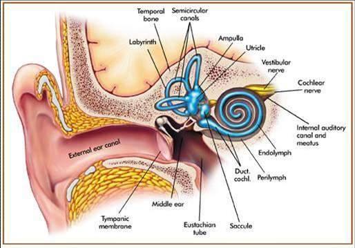 3.10.3 VEMP Vestibular Evoked Myogenic Potential (only if included in your License) 3.10.3.1 VEMP Description The balance system (the human vestibular organ) comprises vestibular receptors made up of three semicircular canals, the Utricle and the Saccule.