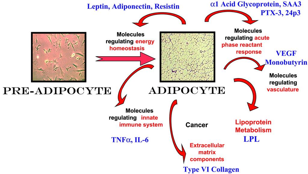 Adipose tissue and adipokines