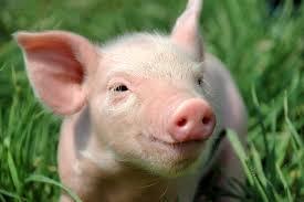 ASF in domestic pigs (7) Laboratory testing Number of tested