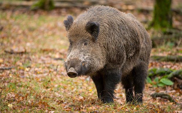 ASF in wild boars (8) Laboratory testing 2015 In total 3649 tested wild boars (04.09.