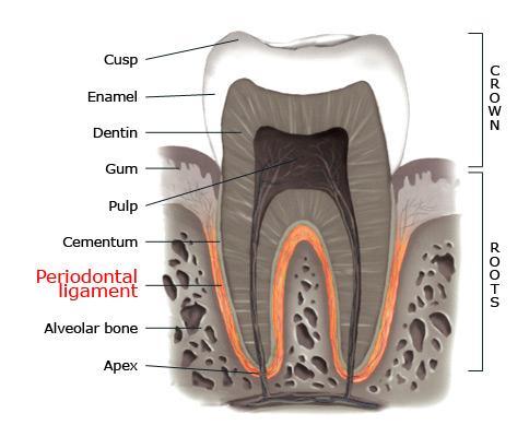 Periodontal Ligament Stem Cells (PDLSCs) Fibrous connective tissue Neural and vascular components No recorded myogenic or