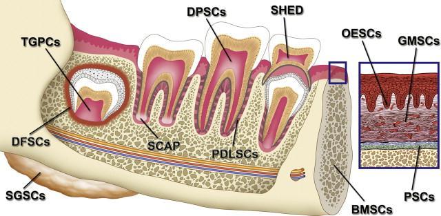 Oral Cavity Stem Cells Multiple cell types Vary in
