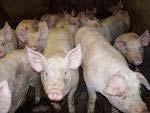 Pig production system: Pig
