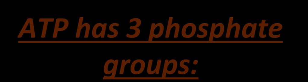 ATP has 3 phosphate groups: Third
