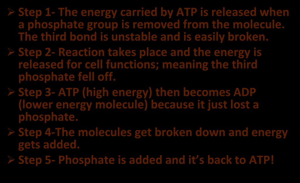 Step 2- Reaction takes place and the energy is released for cell functions; meaning the third phosphate fell off.