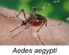 DFS PHL Enhanced Mosquito Surveillance Total number of positive of Flavivirus from mosquito pool samples Total and positive