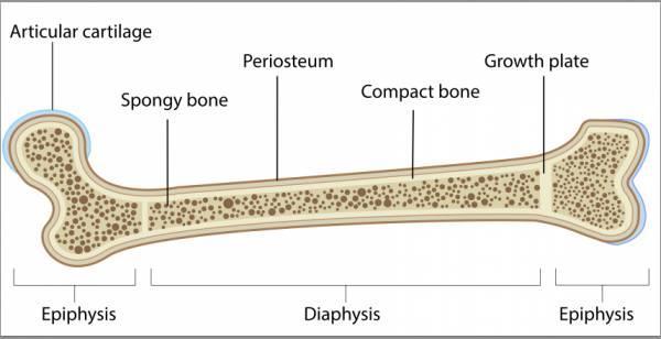 Bone Mass 10/10/2018 What is Peak Bone Mass? Amount of bone gained by the time a stable skeletal state has been attained Includes bone strength a. Mass b. Density c. Microarchitecture d.