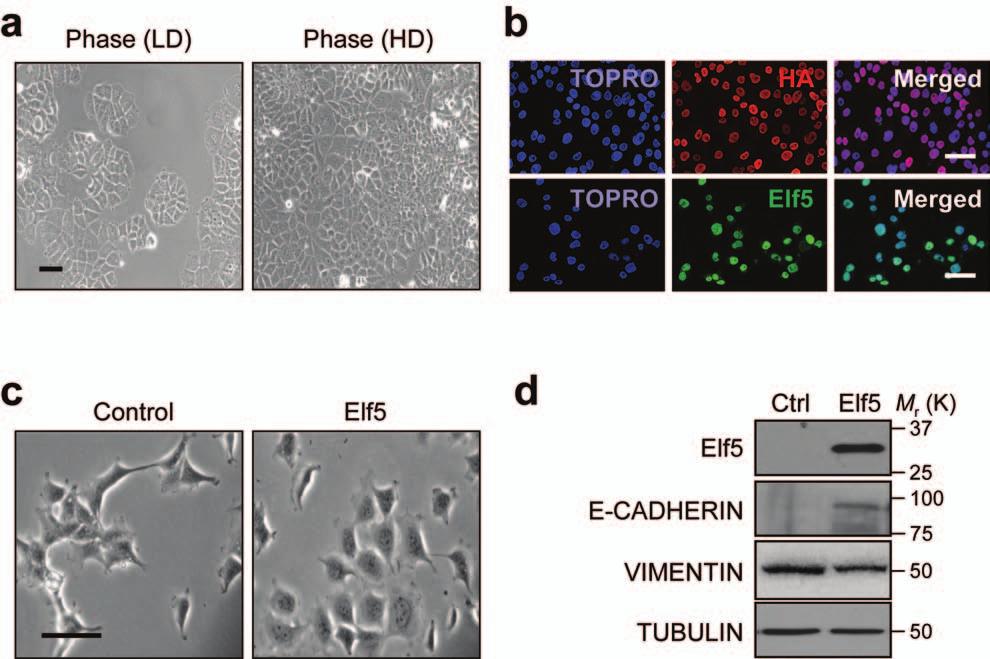 Figure S3 Elf5 enforces epithelial features in various cell lines. (a) Phase contrast images of T47D cells (mock transfected) at low and high density.