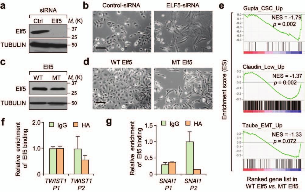 Figure S4 Elf5-induced MET of MDA-231 cells is reversible and dependent upon the DNA-binding activity of Elf5.