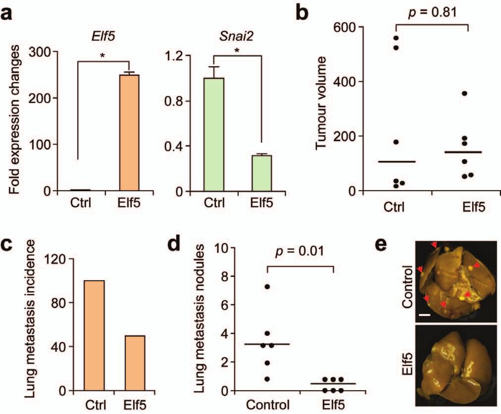 Figure S8 Overexpression of Elf5 in MMTV-PyMT tumor cells inhibits lung metastasis.