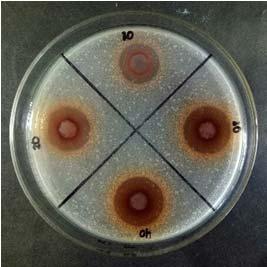 20 µl petri dish, then 20 ml of agar medium was added and shacked gently in order to make bacterial suspension and the media homogeneously solidified.