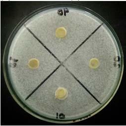 Microbial activity of n-hexane fraction againts S. aureus (1) and E. coli (2) Microbes E. coli S. aureus Microbes E. coli S. aureus Table 1.