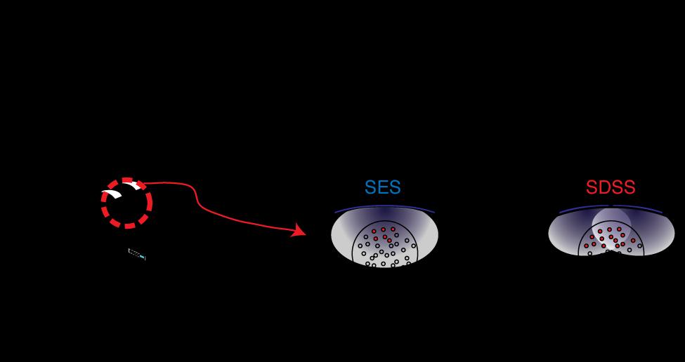 21 Figure 8: Difference in mechanism between SES and SDSS. Larger number of muscle fibers recruited and lower stimulation frequency result in less fatigue in SDSS than SES.