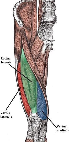 34 Figure 15: Anatomy of quadriceps femoris muscle. Rectus femoris (green), vastus lateralis (red), and vastus medialis (blue) [61]. 4.3.3 Electrode Placement FES electrodes placement on the quadriceps under the three modes of stimulation are shown in Figure 16 a).
