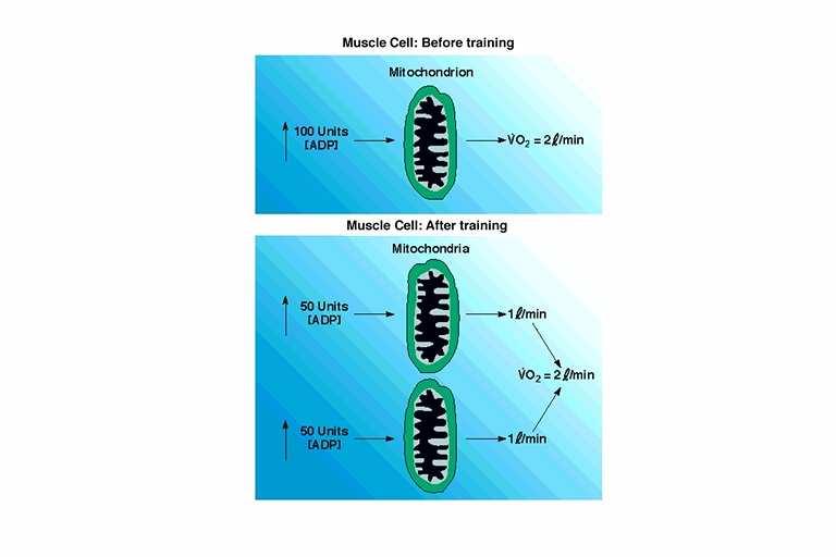 Muskuluan sortutako moldakerak 4. Mitokondrioen funtzioa: Mitokondrioen tamaina, zenbakia eta entzimen edukia gehitzen da.