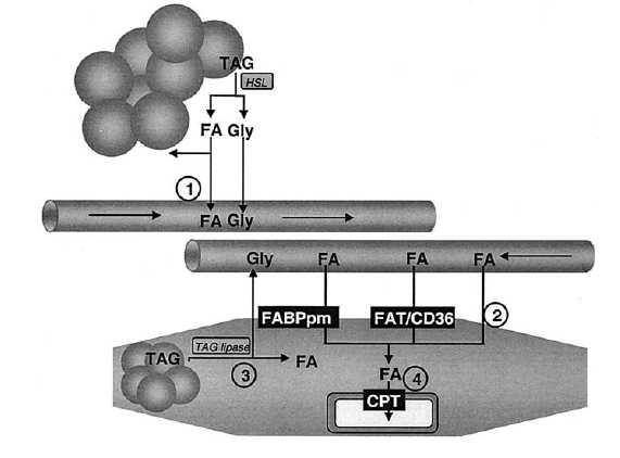 Gantz-oxidazioa (g.min -1 ) Achten J, Jeukendrup AE. Maximal fat oxidation during exercise in trained men.