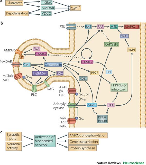 Signal Transduction in Synaptic Plasticity This is a highly simplified illustration of the signaling pathways that are involved in synaptic plasticity.