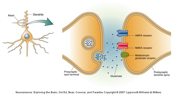 Glutamate Synapses 3 types of glutamate receptors: AMPARs: fast glutamate-gated ion channels
