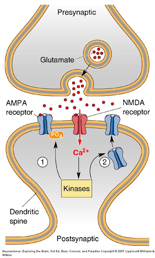 Mechanism of LTP in Hippocampal CA1 Neurons Coincidence of pre + postsynaptic activity causes calcium to enter through NMDA receptors Calcium activates kinases Phosphorylation of AMPA receptors