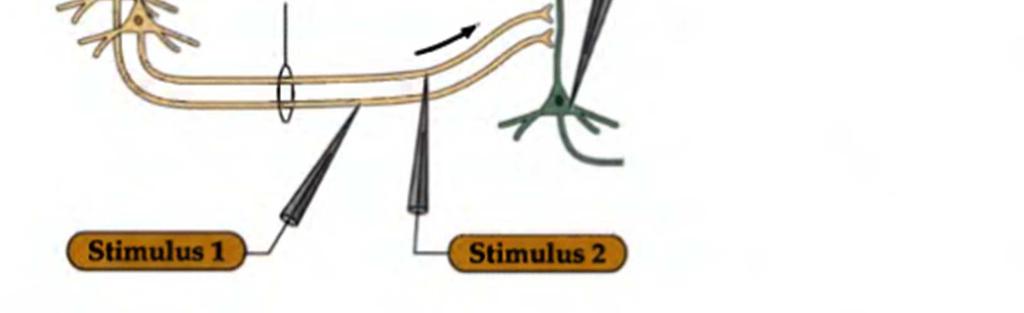 Thus changes in synaptic connections should lead to changes in functional relationships between the recorded neurons. Figure 3 Long-term potentiation of Schaffer collateral-cal synapses.