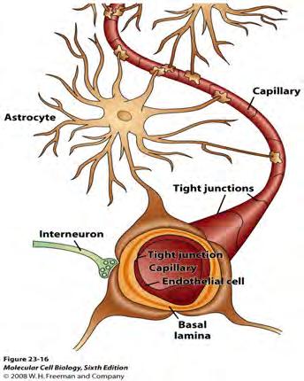 Astrocytes as mediators between capillaries and neuropil Astrocytes as mediators between capillaries and neuropil Astrocytes sense synaptic activity (A) and