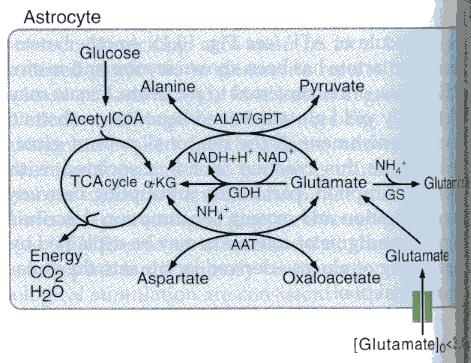 Glutamate and Nitrogen Metabolism (pyruvate carboxylase, selectively in astrocytes)