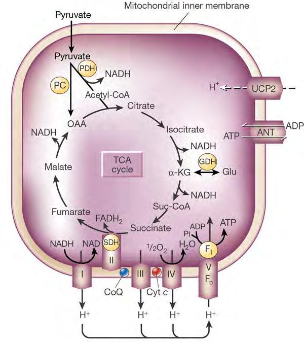 anaplerotic ( fill-up ) reaction - if akg is leaving the TCA cycle (glutamine synthase,