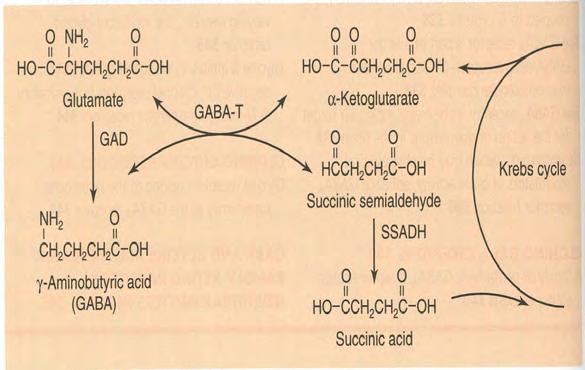 precursor) Major difference between catecholamines and amino acid neurotransmitters the