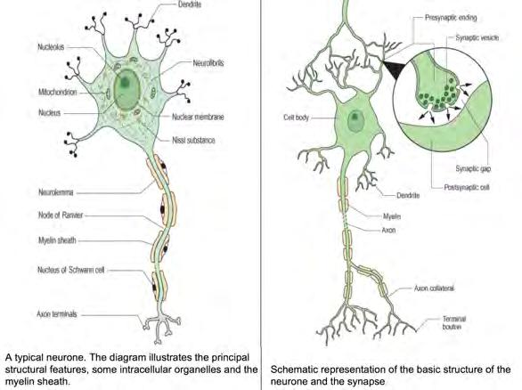 neurons   