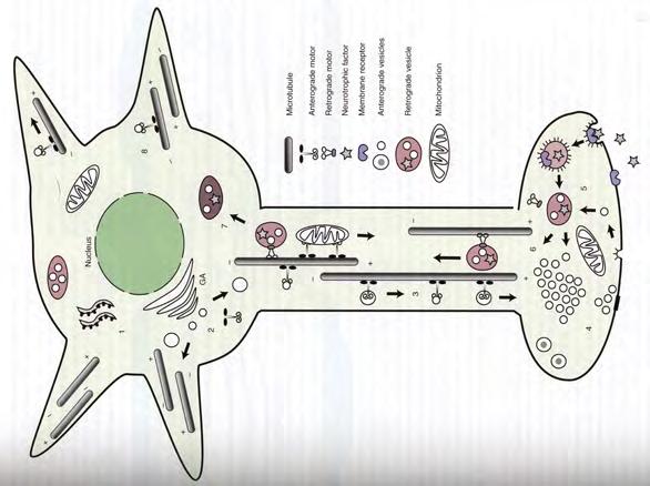 Neuron structure (ATPase)