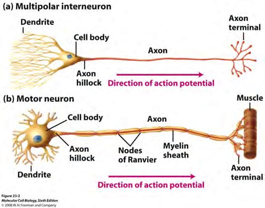 Neuron structure Neuron structure & Functions Neurons and the Action Potential Neuron structure Neuron
