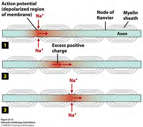 Neuron Action Potential Distribution Neuron Action Potential