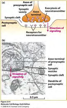 Neuron Synapses
