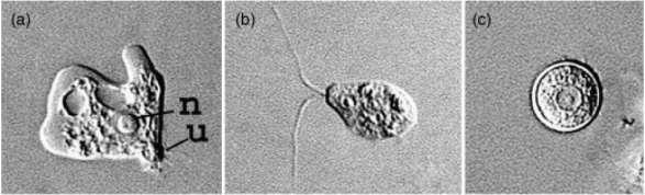 Naegleria fowleri Trophozoite 6-15 µm diameter, in