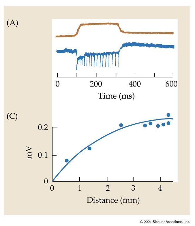 Example muscle spindle distance Receptor potentials recorded extracellularly from a sensory nerve fiber supplying a muscle spindle.