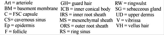 The muscle contracts to erect the hair in response to cold or arousal.
