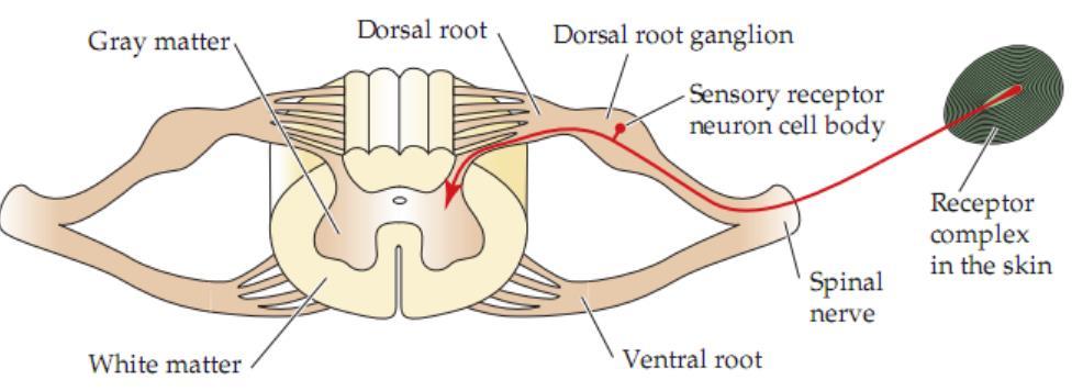 Morphology of sensory receptor neurons. The cell body that lies in a dorsal root ganglion situated in the aperture between the vertebrae of the spine.